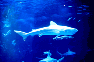 Shimane Aquarium (AQUAS)